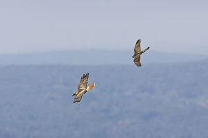 Red-tailed Hawk - adult being harrassed by juvenile Coopers Hawk