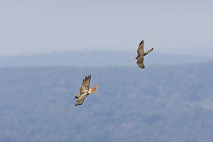Images Dated 8th October 2007: Red-tailed Hawk - adult being harrassed by juvenile Cooper's Hawk. USA