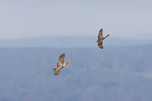 Red-tailed Hawk - adult being harrassed by juvenile Cooper's Hawk. USA