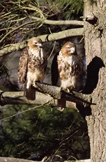 Red Tailed Prints: Red-tailed Hawk - adult pair Westport, Connecticut, USA