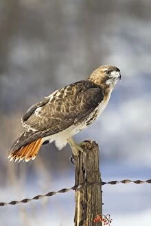 Buteo Gallery: Red-tailed Hawk - adult perched on post in winter snow
