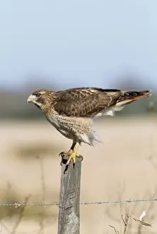 Red-tailed Hawk - adult South Texas, USA