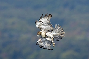 Images Dated 8th October 2007: Red-tailed Hawk - Adult. USA