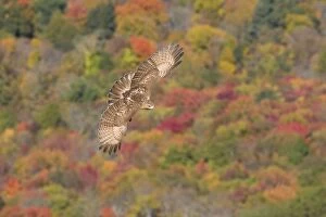 Images Dated 20th March 2009: Red-tailed Hawk, Buteo jamaicensis. Immature bird in fall migration. October in CT