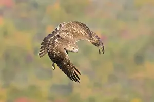 Red-tailed Hawk, Buteo jamaicensis. Immature bird in fall migration. October in CT