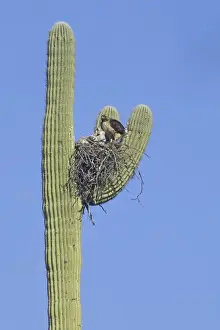 Jamaicensis Prints: Red-tailed Hawk - With chicks at nest. Arizona USA