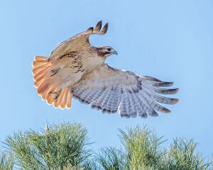 Hawk Gallery: Red-tailed hawk clipping the trees