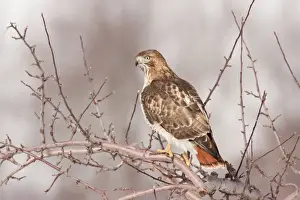 Jamaicensis Prints: Red-tailed Hawk - CT - USA - January