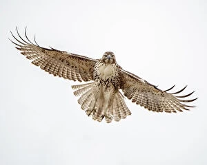 Wing Gallery: Red-tailed hawk doing a fly by