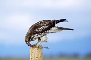 Red-tailed Hawk - eating Pheasant