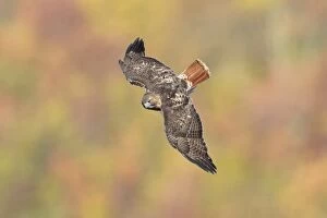 Buteo Gallery: Red-tailed Hawk in flight