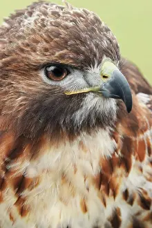 Florida Prints: Red-tailed hawk, Florida Date: 20-02-2020