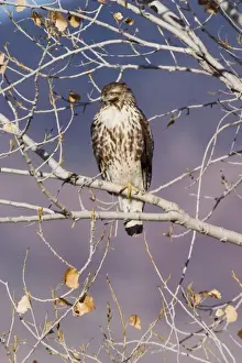 Red Tailed Prints: Red-tailed Hawk - Immature