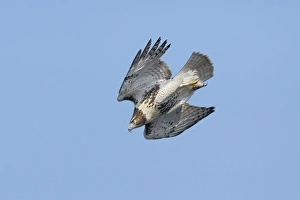 Images Dated 8th October 2007: Red-tailed Hawk - Immature on CT ridge in October, USA