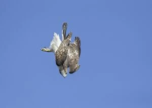 Biird Gallery: Red-tailed Hawk  Immature in flight   One of