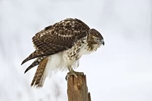 Buteo Gallery: Red-tailed Hawk - immature perched on post in winter snow