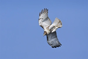 Images Dated 8th October 2007: Red-tailed Hawk - Immature. USA