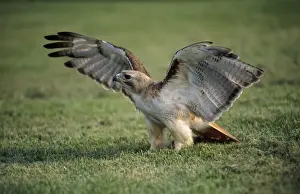 Hawks Prints: Red-tailed Hawk Kentucky, USA