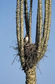 Red-tailed Hawk - nest in Boojum Tree (Idria columnaris)