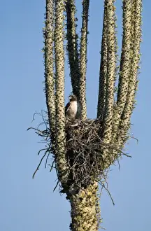 Red-tailed Hawk - nest in Boojum Tree (Idria columnaris) Baja California, USA