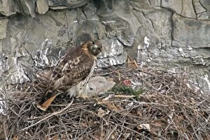 Red-tailed Hawk - at nest with young