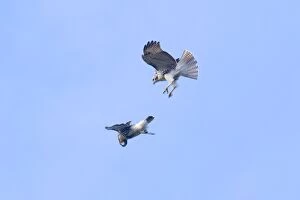 Biird Gallery: Red-tailed Hawks in flight, 2 immature birds playing in updraft