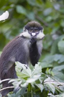 Red-tailed Monkey - Kichwa Tembo Forest