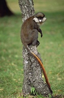 Images Dated 27th June 2008: Red-tailed Monkey / Schmidt's Guenon / Schmidt's spot-nosed Guenon / Redtail Monkey