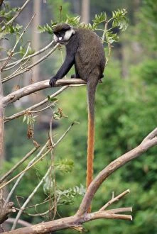 Red-tailed Monkey / Schmidts Guenon / Schmidts spot-nosed Guenon / Redtail Monkey / Black-cheeked White-nosed Monkey