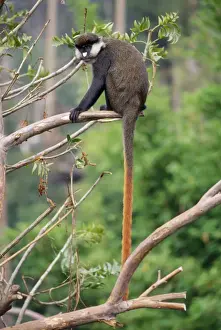 Red-tailed Monkey / Schmidt's Guenon / Schmidt's spot-nosed Guenon / Redtail Monkey / Black-cheeked White-nosed Monkey / Red tailed Guenon
