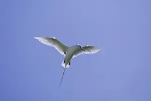 Red Tailed Tropicbird - Display Flight Midway island, Pacific Ocean BI006898