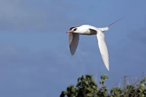 Red-tailed Tropicbird - in flight
