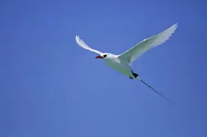 Tropicbird Prints: Red Tailed Tropicbird - In Flight Midway island, Pacific Ocean BI006900