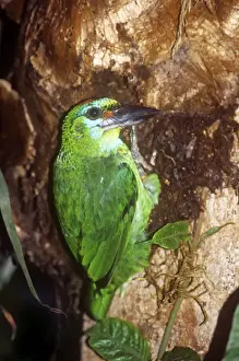 Digging Prints: Red-throated Barbet - female excavating nest hole
