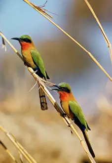 Beak Open Prints: Red-throated Bee-eater
