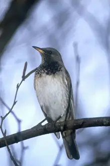 Red-throated / Dark-throated / Red-necked / Black-throated Thrush Adult male January Maidenhead, UK