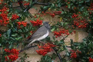 Red-throated / Dark-throated / Red-necked / Black-throated Thrush Adult male January Maidenhead, UK