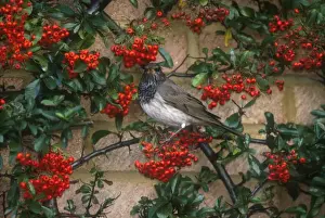 Red-throated / Dark-throated / Red-necked / Black-throated Thrush Adult male January Maidenhead, UK