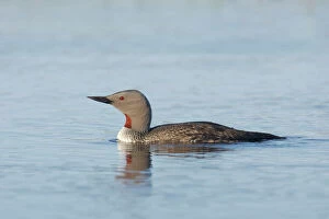 Images Dated 3rd September 2007: Red Throated Diver
