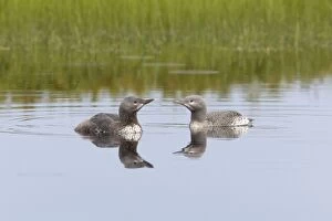 Red Throated Diver - Two Chicks - Shows one more mature than the other
