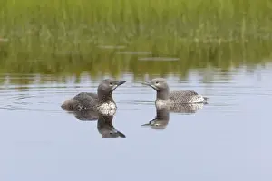 Red Throated Prints: Red Throated Diver - Two Chicks - Shows one more mature than the other Gavia stellata Finland BI014917