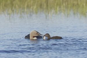 Images Dated 3rd September 2007: Red Throated Diver - Feeding Fish to Chick