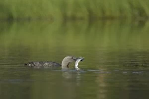 Red Throated Diver - Female with Fish