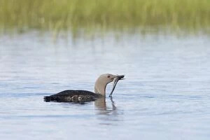 Red Throated Diver - With Fish