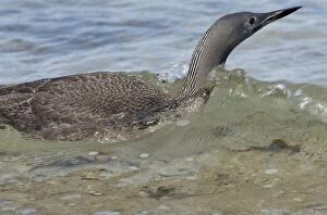 Images Dated 3rd March 2005: Red-throated Diver - Fishing in sea, October Isles of Scilly, UK
