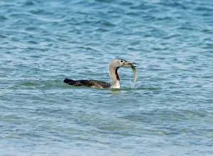 Loon Prints: Red-throated Diver - Fishing in sea, October. Isles of Scilly, UK