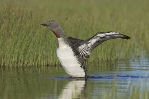 Red Throated Diver - Flapping Wings