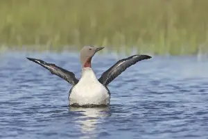 Red Throated Prints: Red Throated Diver - Flapping Wings Gavia stellata Finland BI014453