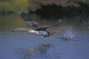 Red Throated Prints: Red-throated Diver - In flight - UK - Breeding birds are confined to lochs