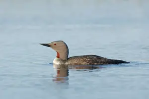 Red Throated Diver Gavia stellata Finland BI014485